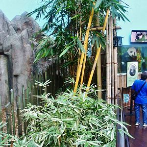 Giant Panda Forest cubbing den
