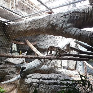 Jul. 2021 - The Rain Forest - Clouded Leopard Exhibit