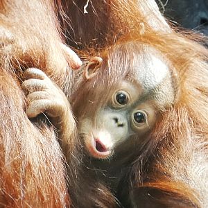 Jul. 2021 - The Rain Forest - Bornean Orangutan (Zaki)