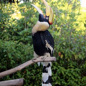 Great Hornbill