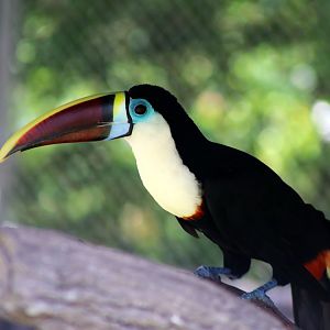 White-throated Toucan