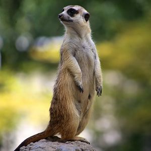 Meerkat