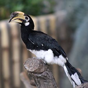 Oriental Pied Hornbill (Anthracoceros albirostris)