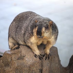 Himalayan Marmot (Marmota himalayana)