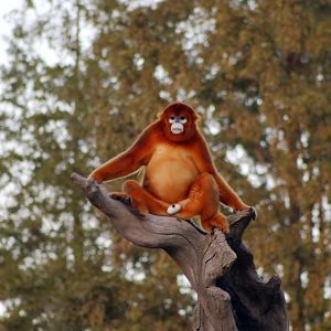 Golden Snub-nosed Monkey