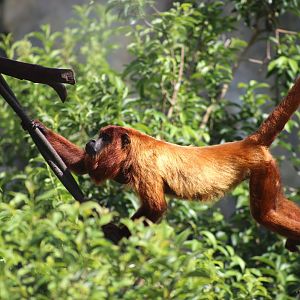 Guyanan Red Howler (Alouatta macconnelli)