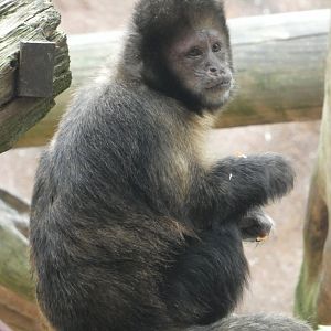 Buffy-headed capuchin