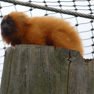 Golden lion tamarin