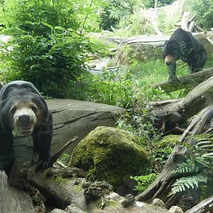 Malayan sun bears
