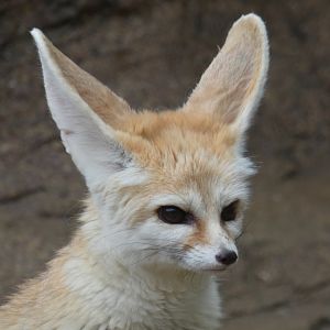 Fennec fox close-up