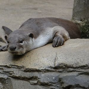 Smooth-coated otter