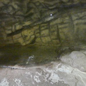 Smooth-coated otter indoor enclosure