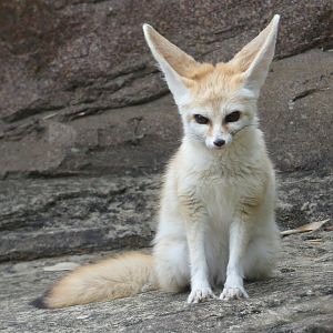 Fennec fox