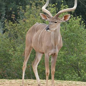 Greater kudu