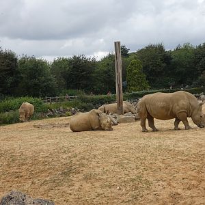 White rhino herd