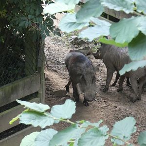 Northern warthog