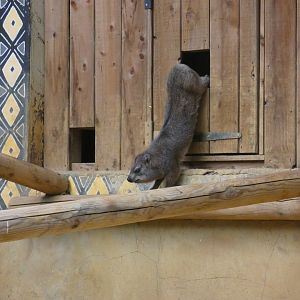 Rock hyrax
