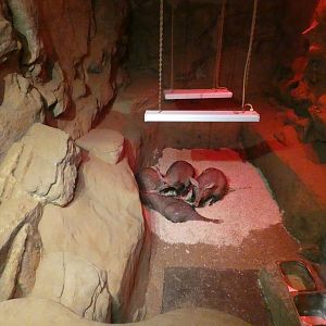 Aardvark indoor enclosure