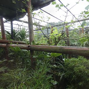 Pileated gibbon outdoor enclosure