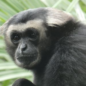 Pileated gibbon close-up