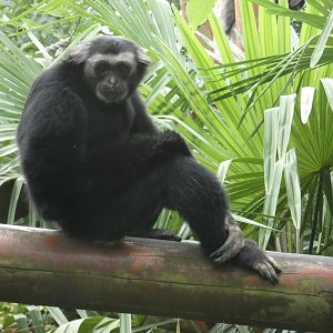 Pileated gibbon