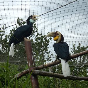 Wreathed hornbill