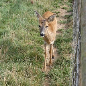 European roe deer