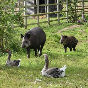 Brazilian tapirs