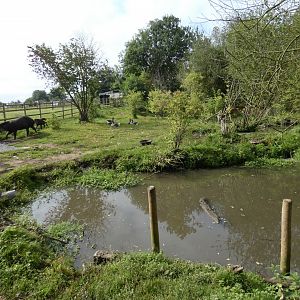 Brazilian tapir enclosure (2)