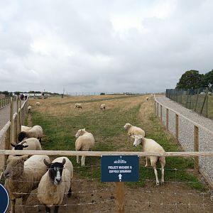 Sheep enclosure