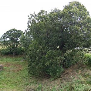 Barbary macaque enclosure
