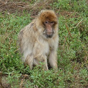 Barbary macaque