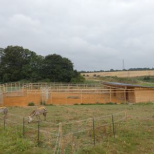 Zebra stables