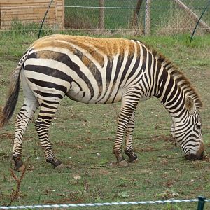 Grant's zebra