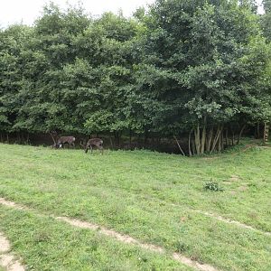 Reindeer enclosure