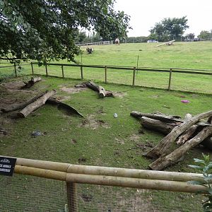 Giant anteater outdoor enclosure