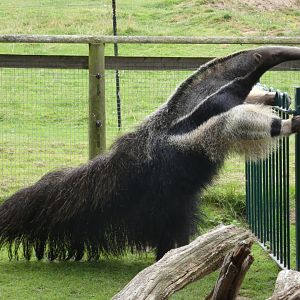 Giant anteater