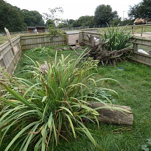 Striped skunk enclosure