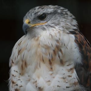 Ferruginous buzzard  (Suffolk Owl Sanctuary)