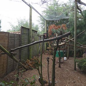 European red squirrel and Reeve's pheasant enclosure (Suffolk Owl Sanctuary)