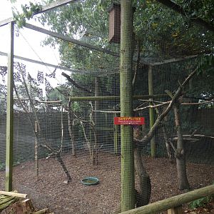 American red squirrel enclosure (Suffolk Owl Sanctuary)