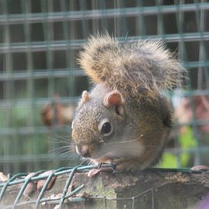 American red squirrel (Suffolk Owl Sanctuary)