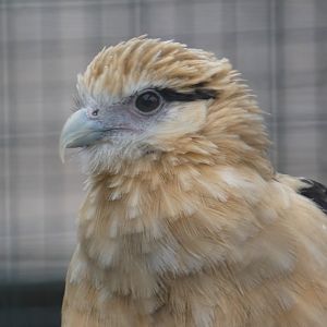 Yellow-headed caracara (Suffolk Owl Sanctuary)