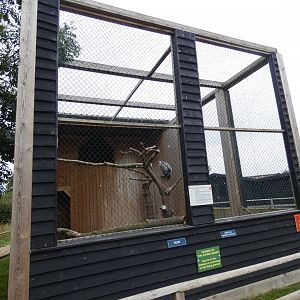 Ruppell's griffon vulture aviary (Suffolk Owl Sanctuary)