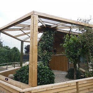 Steppe eagle aviary (Suffolk Owl Sanctuary)