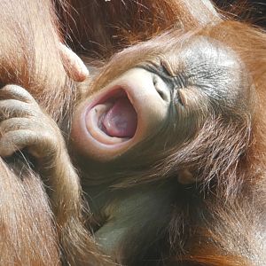 Media 'Jul. 2021 - The Rain Forest - Bornean Orangutan (Zaki)' in category 'Cleveland Metroparks Zoo'