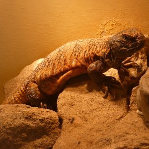 Dabb spiny-tailed lizard