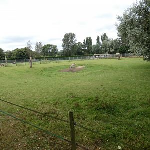 Somali wild ass paddock