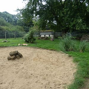 African wild dog enclosure