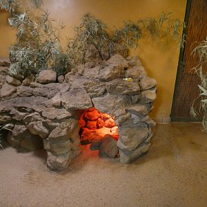 Fennec fox indoor enclosure